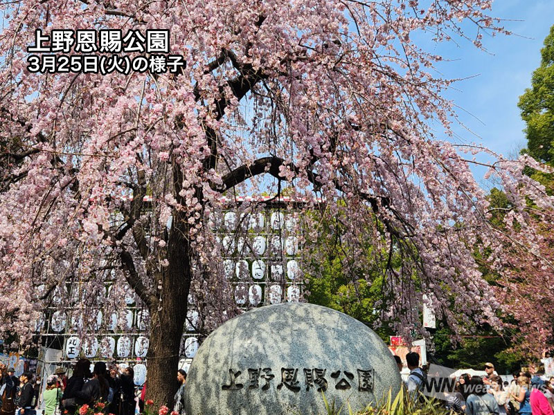 今週末に桜を楽しめるお花見スポット　東京・上野恩賜公園など見頃間近に - ウェザーニュース
