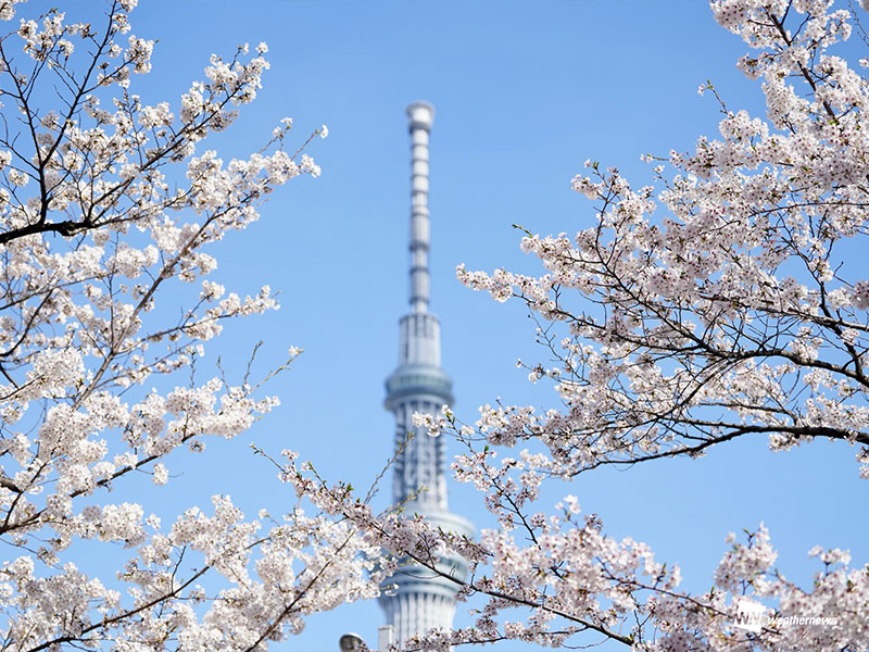 100年後の桜開花予想　温暖化はお花見にも影響、東京でも桜が咲かなくなる？ - ウェザーニュース