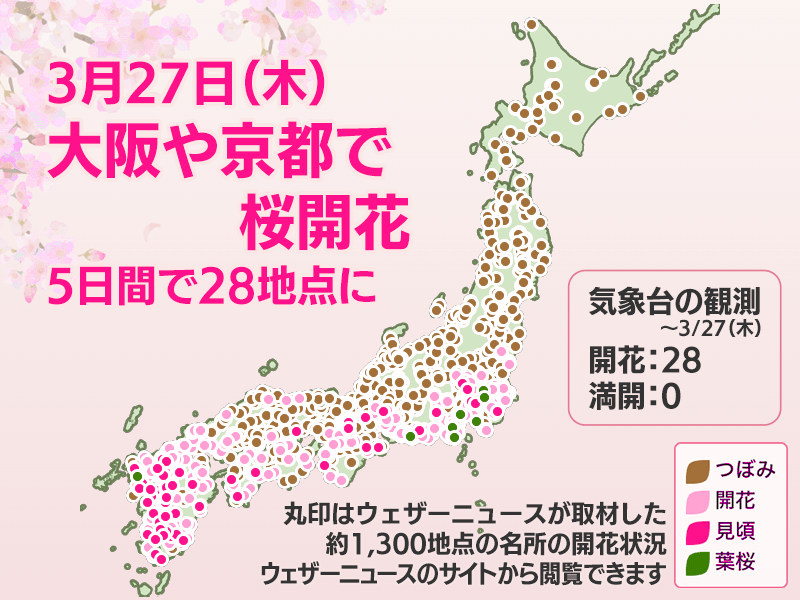 今日の桜開花状況 3月27日(木)　桜前線が大阪や京都にも　5日間で28地点開花 - ウェザーニュース