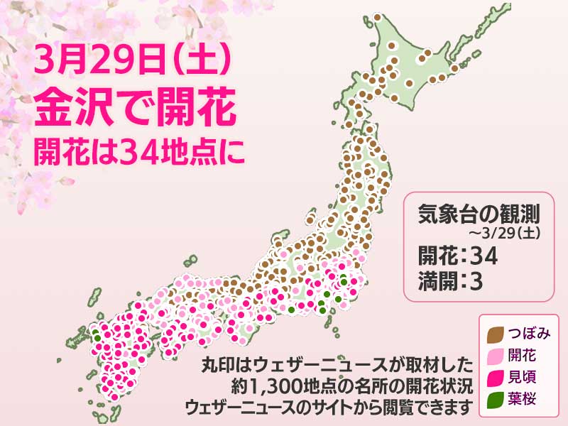 今日の桜開花状況3月29日(土)　金沢で桜開花　開花は7日間で34地点に - ウェザーニュース
