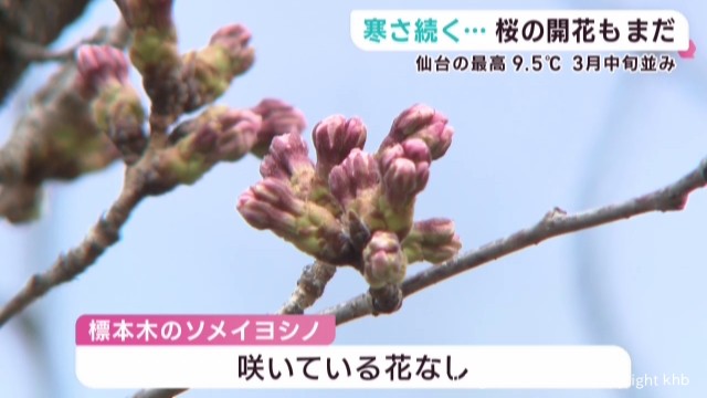 寒の戻り 宮城県各地で冷え込み 桜の開花はおあずけ（khb東日本放送） - Yahoo!ニュース