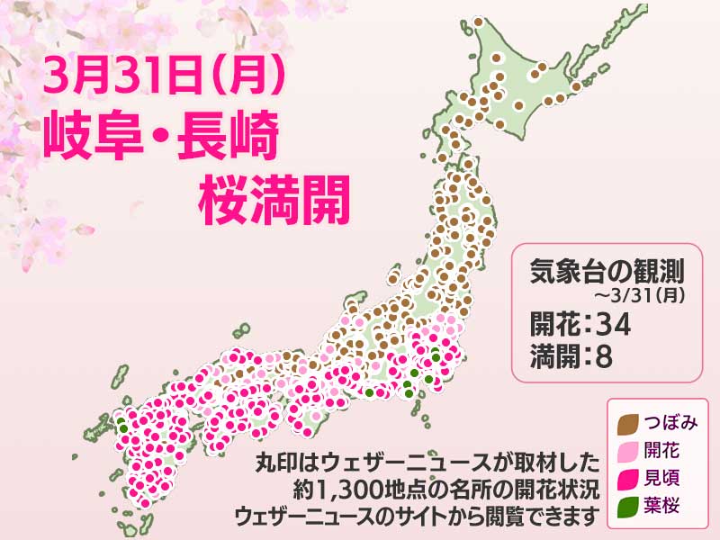 今日の桜開花状況 3月31日(月)　岐阜や長崎で桜満開に　新たな開花発表はなし - ウェザーニュース