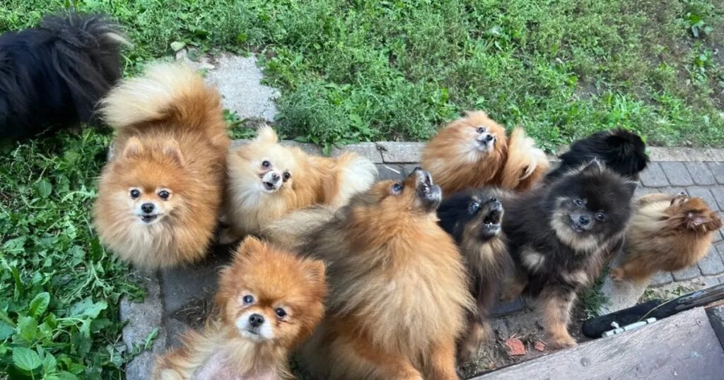 犬の工場でのトラブルのPTA
