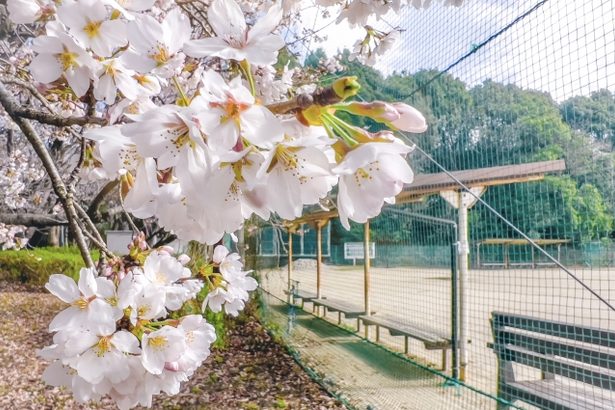 県立高校に1万2580人が合格　きょう18日午前9時、各校ホームページで発表　2次募集は43校94学科　沖縄