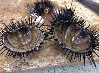 畜養前(痩せ細ったウニ)