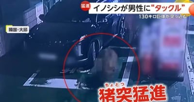 130kgの巨大イノシシが男性に“タックル”　1時間半の逃走のすえ射殺　韓国・大邱