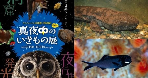 サンシャイン水族館 特別展「真夜中のいきもの展」開催🐡暗闇のなかで夜の動物たちの生活をウォッチしちゃお