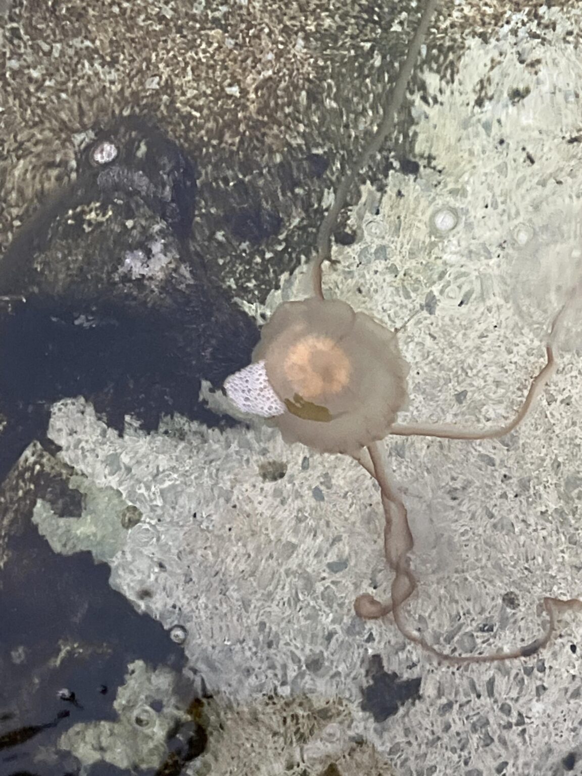 コンパスクラゲが海に戻ってきました！