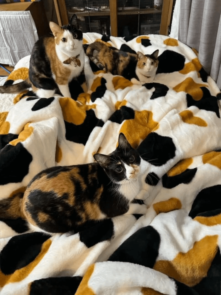 にゃーんちゃん