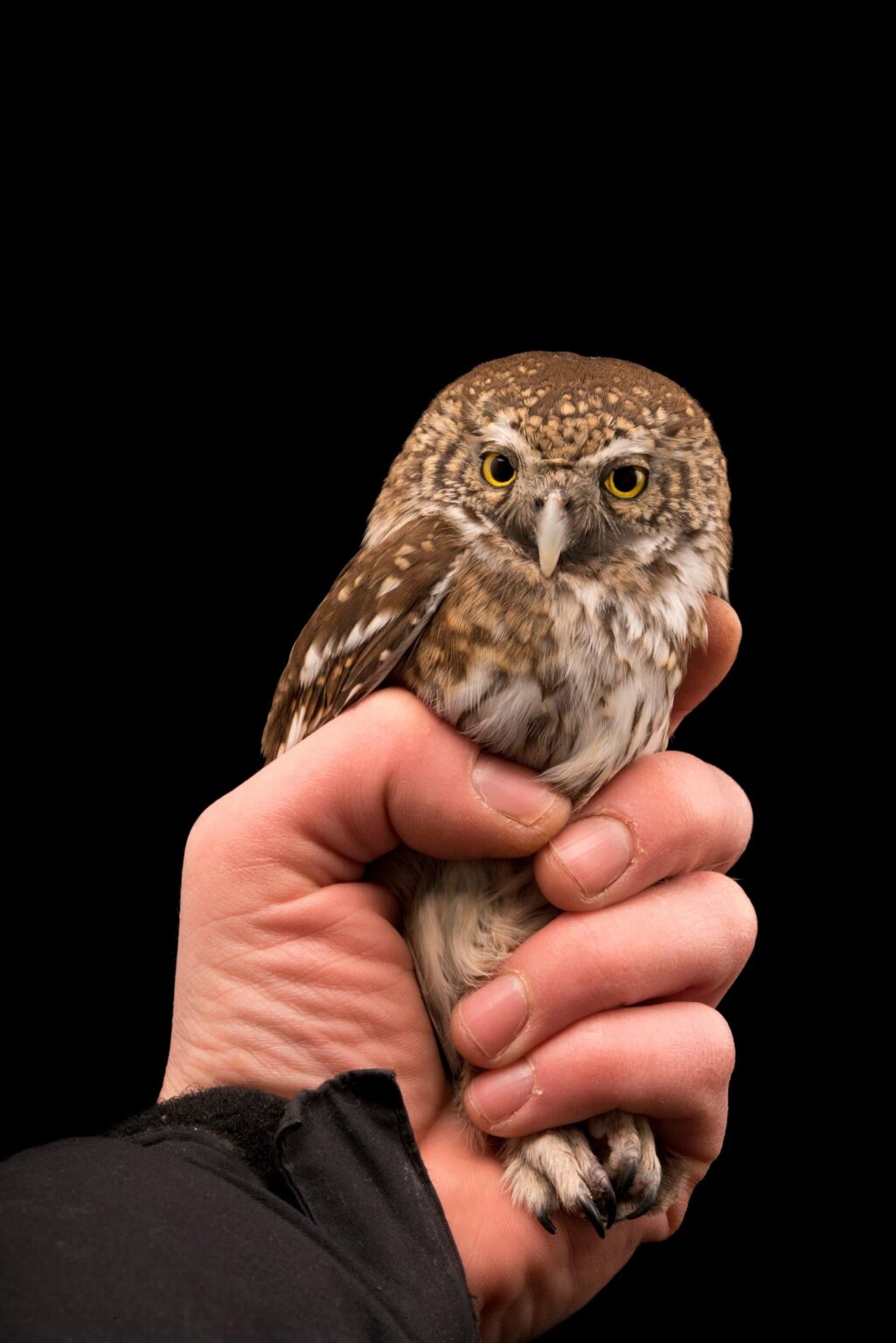 ドイツにフクロウを所有することは合法ですか？