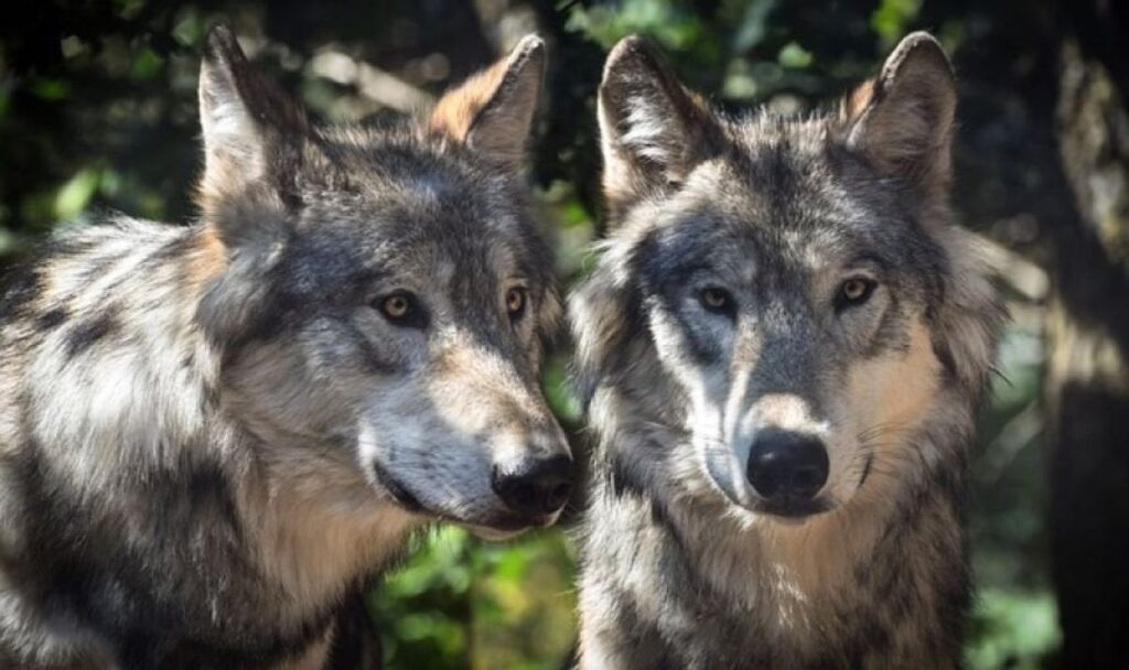 狼は人間が飼いならしたのではなく、自ら望んで犬となったとする研究結果
