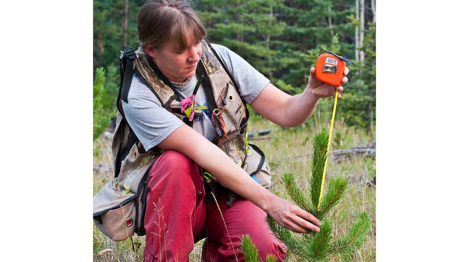 世界をリードする第三者認証で持続可能性と合法性が認められたカナダ産木質ペレット | カナダ木質ペレット協会