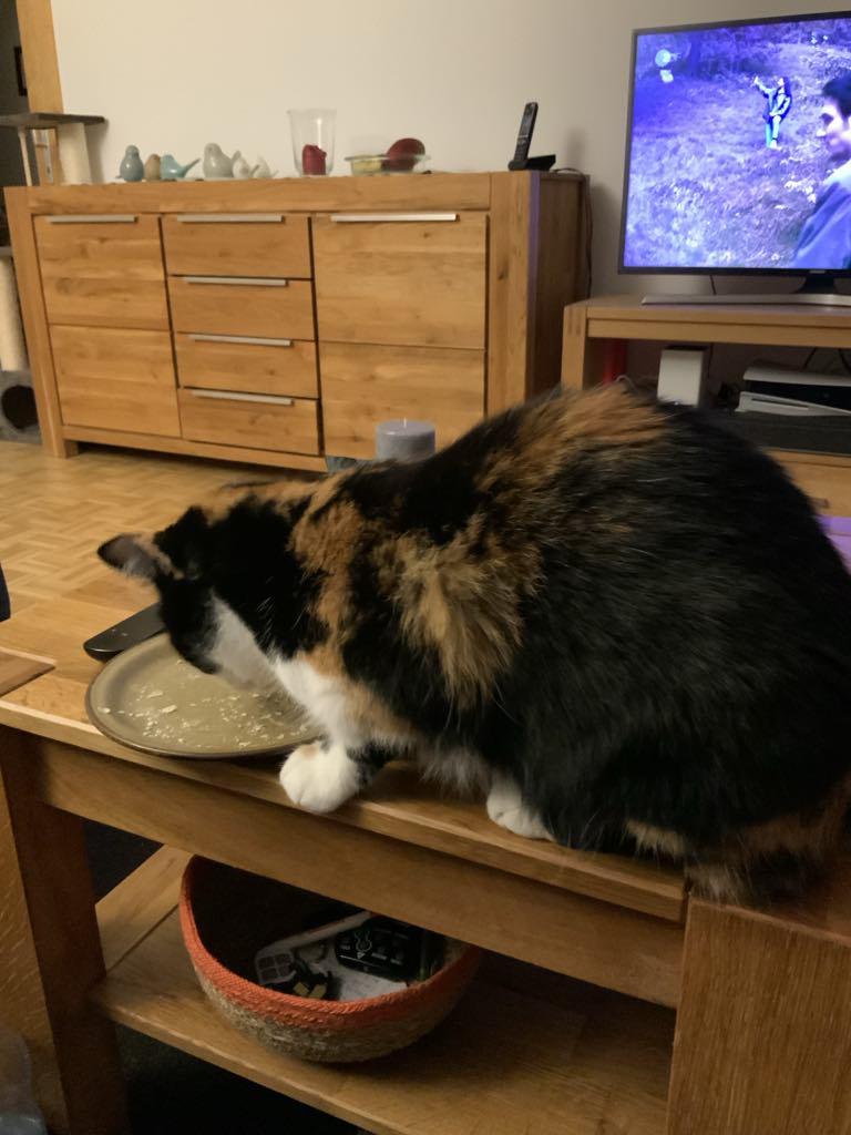 何らかの理由で、私の猫がキャットフードの外で食べる唯一のものはfasnachtschüechliだけです