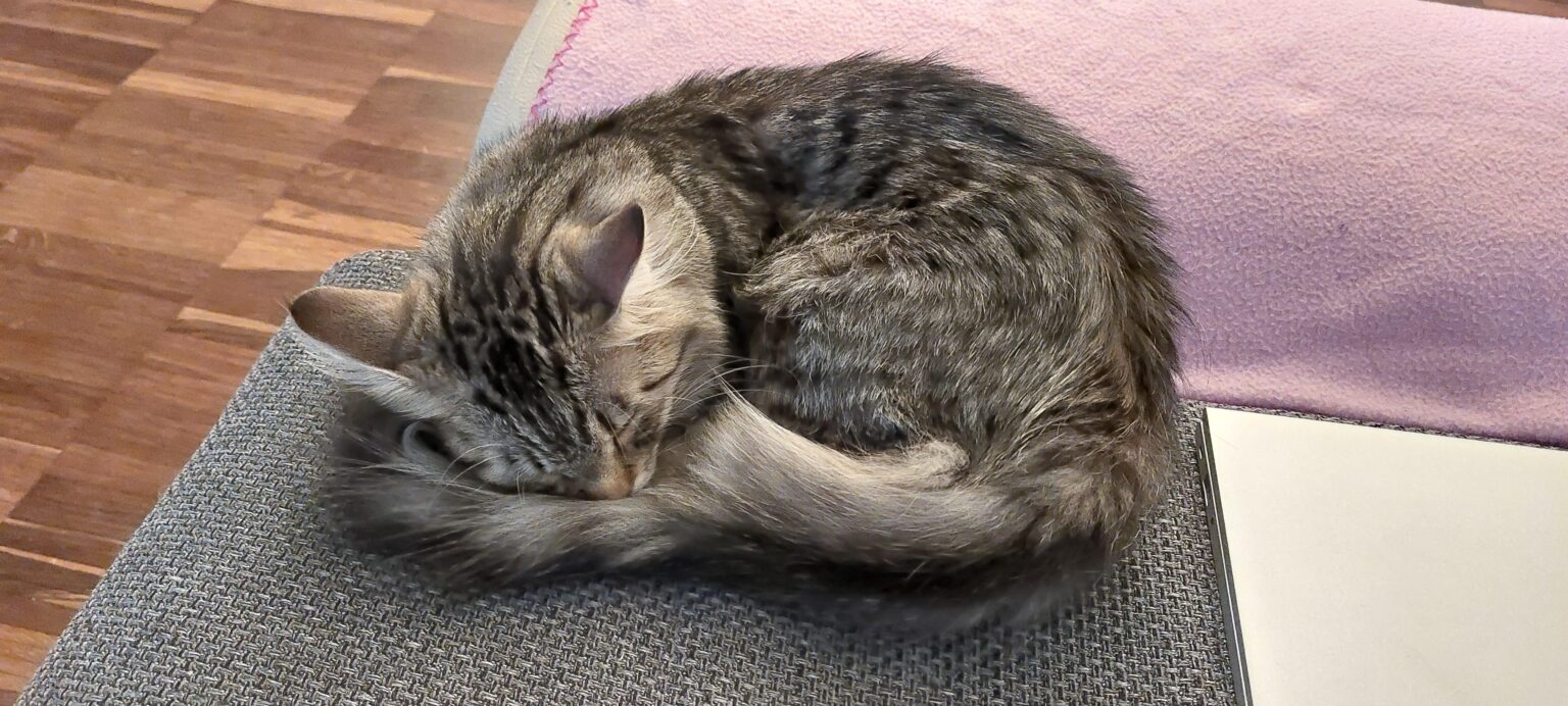 マチコボタ