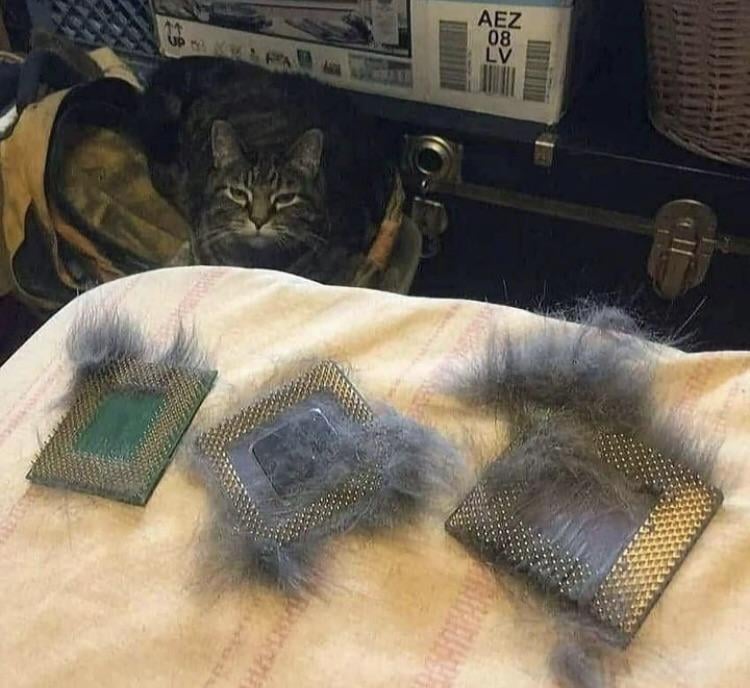 にゃーんちゃん
