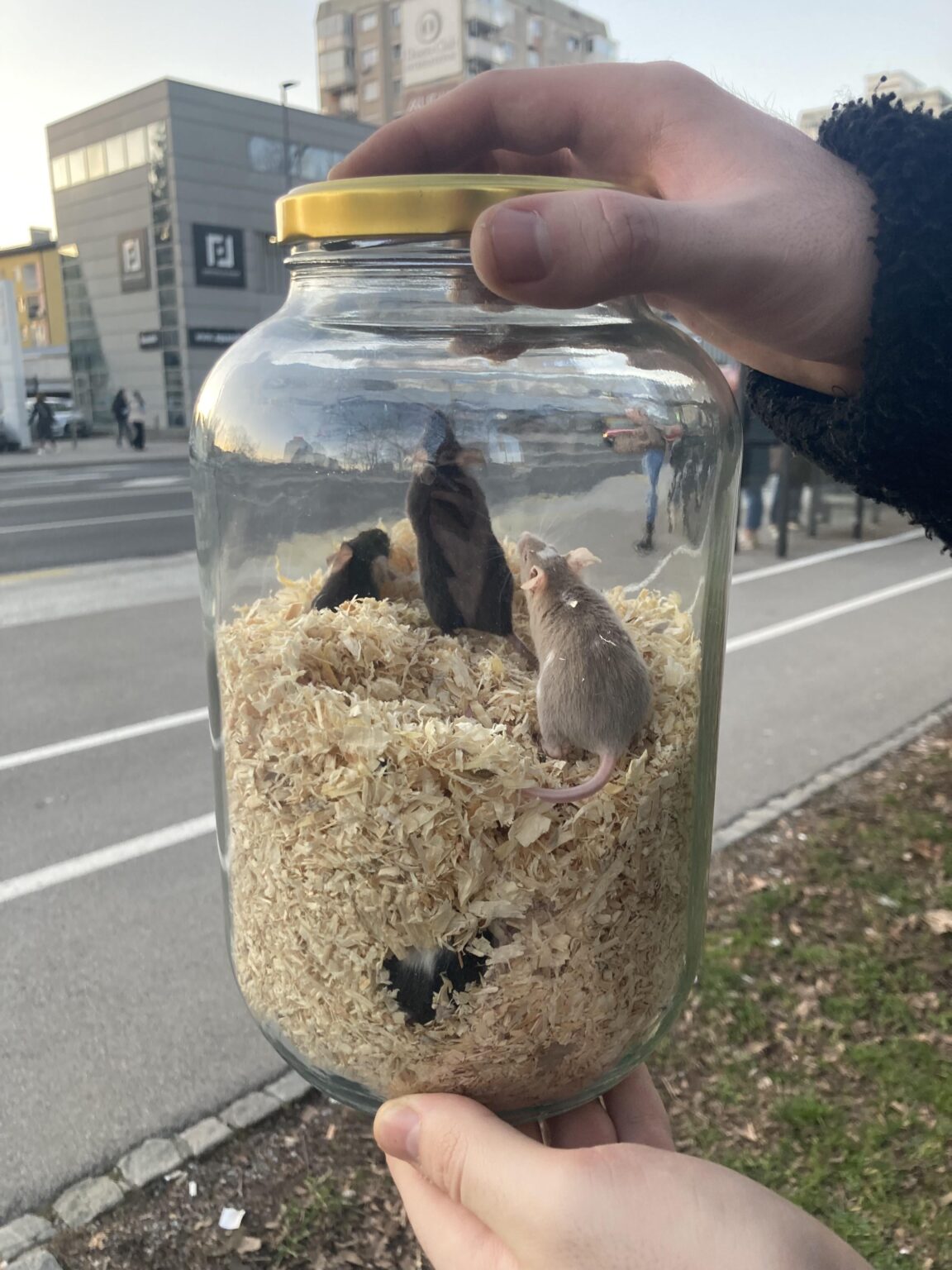 PodhpduAjdovščinaで4匹のマウスを見つけました