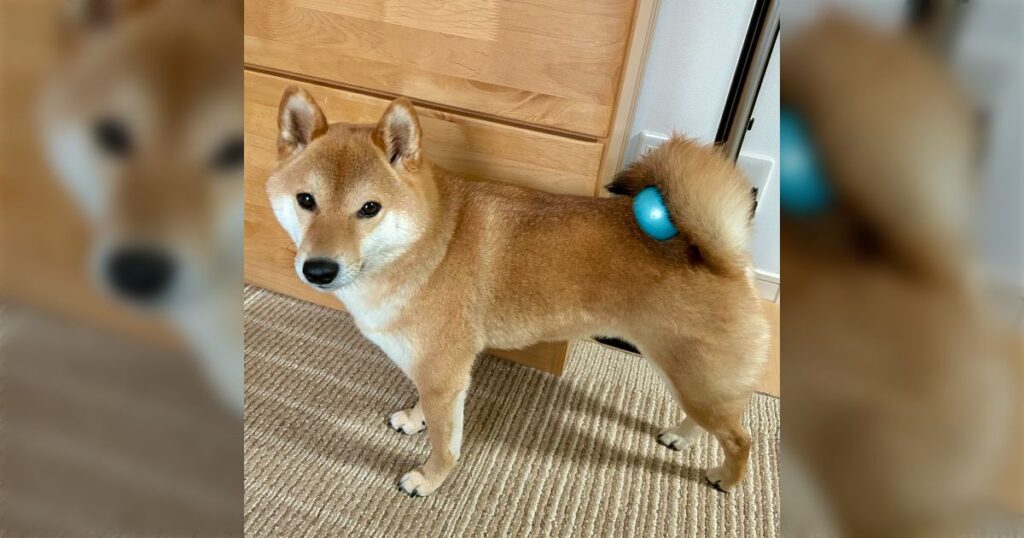 柴犬さん『お気に入りの青いボールが見つからないんですが…』→「志村、うしろ！」「メガネメガネ…」往年のギャグを思い出す - Togetter [トゥギャッター]