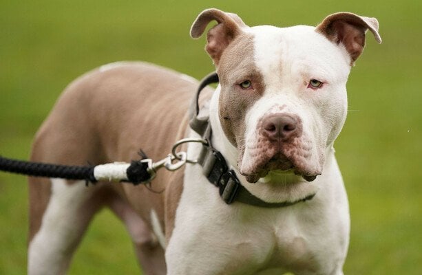 ダブリンのXLいじめ犬による攻撃後に入院した男（50代）