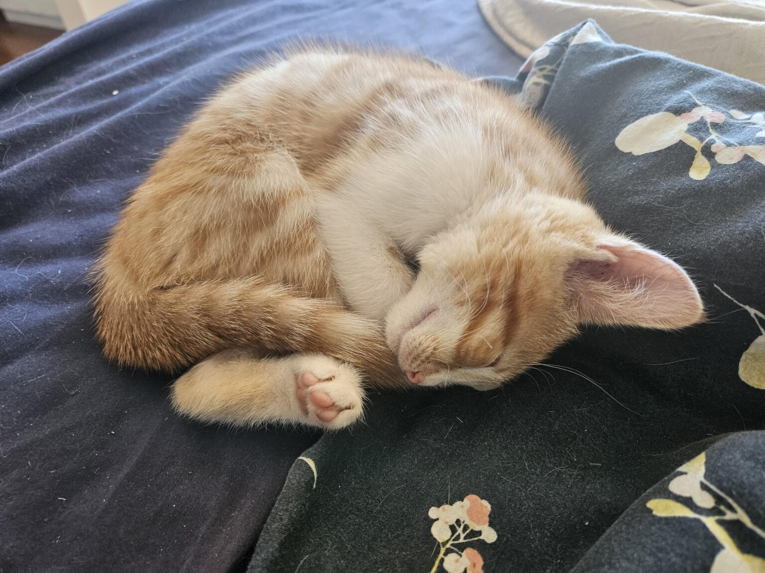 にゃーんちゃん
