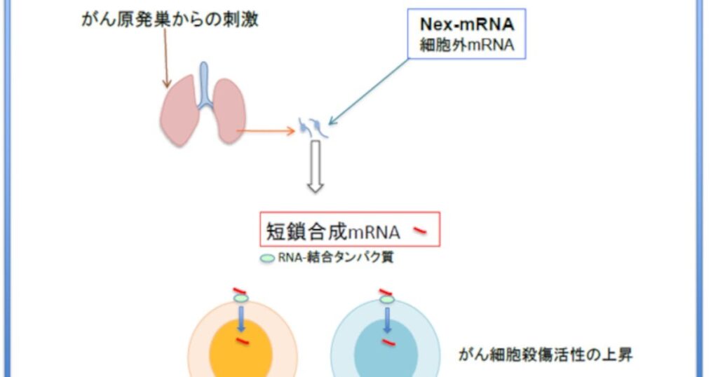 抗転移薬の開発―短鎖合成RNAは新しいタイプのがん転移抑制剤となりうる | 研究・採択情報 | 岐阜大学