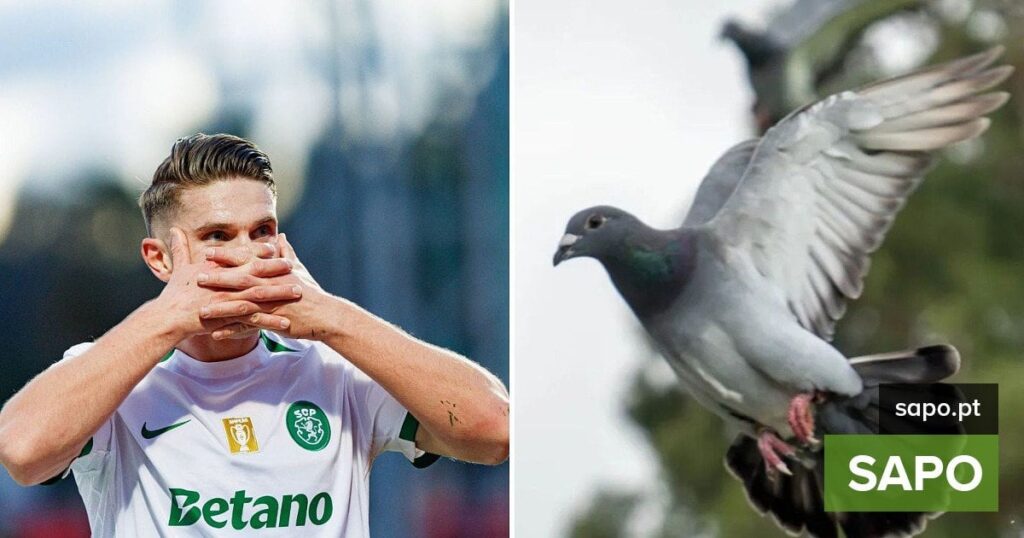 Gyokeres Pigeonはポルトガルの世界タイトルを贈ります