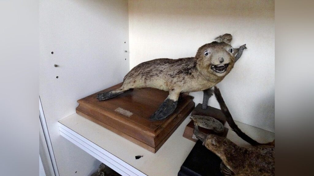高校にあったオットセイの古いはく製、実は絶滅危惧種の「ニホンアシカ」だった？…１８体しかない貴重な資料の可能性