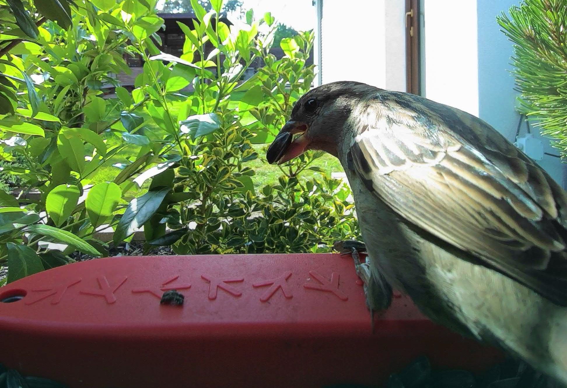 鳥の仲間