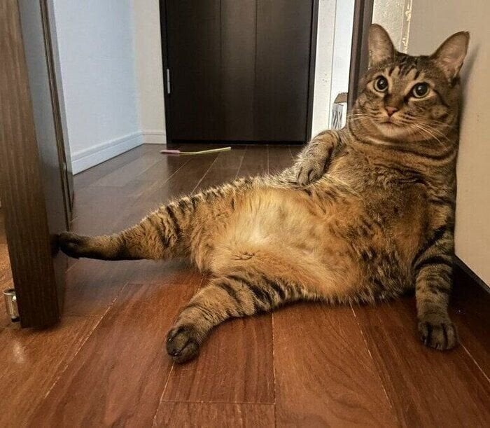 4才の元保護猫！ “成長”よりも“家への慣れ”を感じる座り方に「すごい貫禄」「え？ドアストッパーですよ」の声！