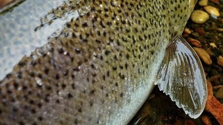 極寒のノモンハンの川で”魚獲り”。召集令状を受け中国東北部へ出征した著者が実際に経験した「巨大魚」との死闘