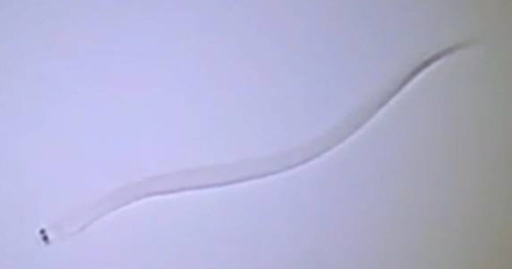ウナギの稚魚生産に埼玉県内で初成功 川越市の武州ガス
