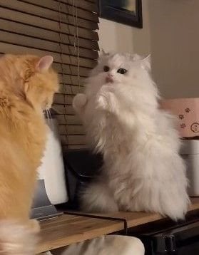 「ファイティングポーズで戦う猫」パンチはソフト！？「可愛すぎるボクサー」「構えがしっかりしてる」