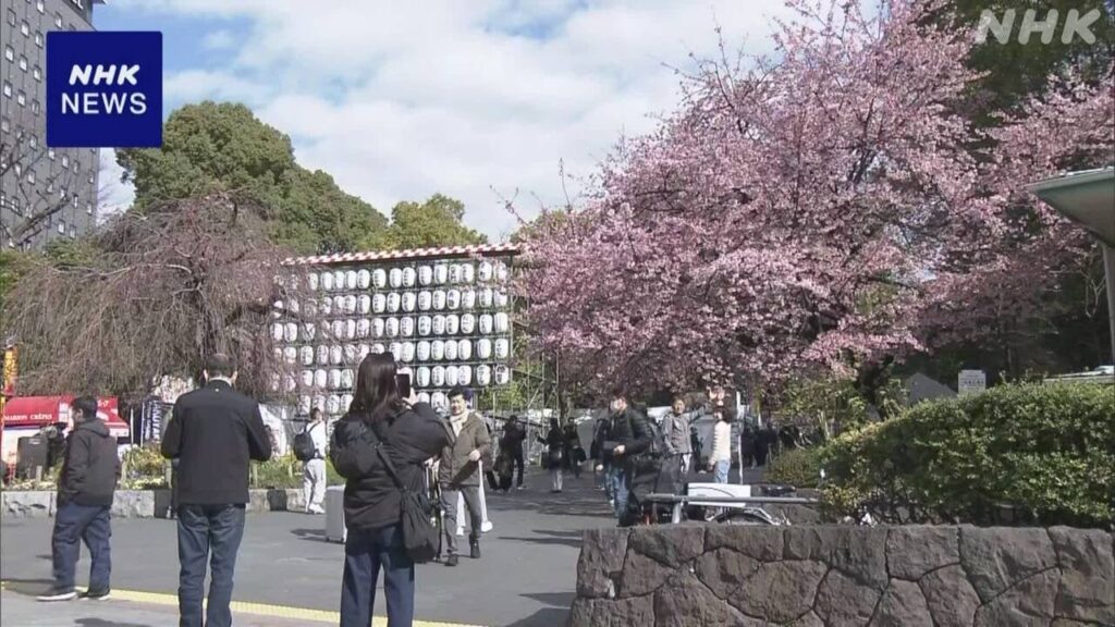 東京 上野公園で早咲きの桜が見ごろ 花見客でにぎわう