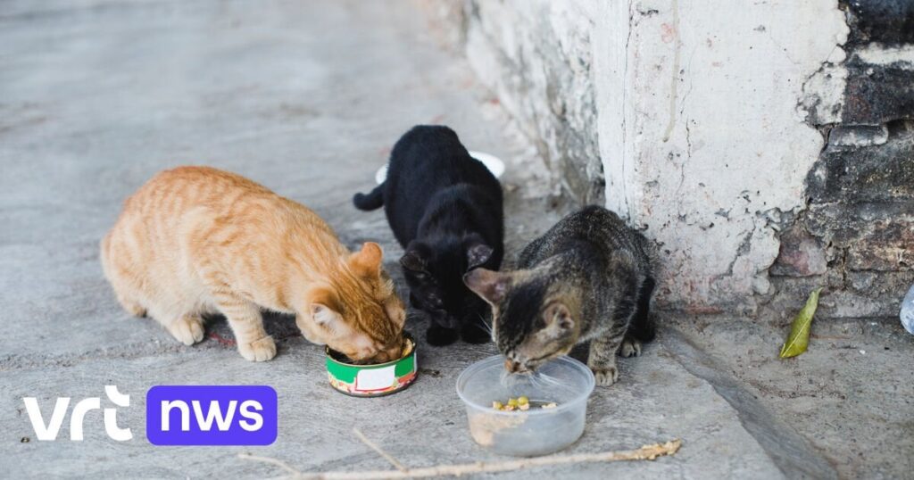 ベルギーで鳥インフルエンザウイルスに感染した猫の最初の症例、シントギリス・ワースの家禽農場で