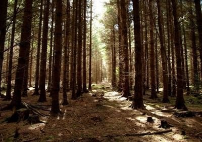 Coillte：州の森林会社が静かに非営利の自然支部を閉鎖すると提起された質問|アイルランド独立
