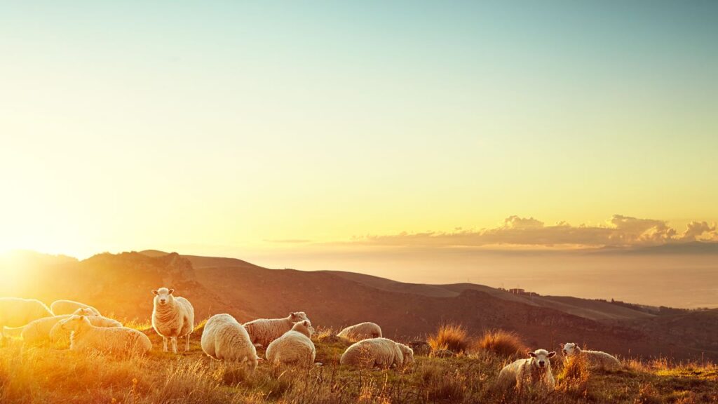 161年前、ニュージーランドの羊飼いがAI支配論を予見していた | WIRED.jp