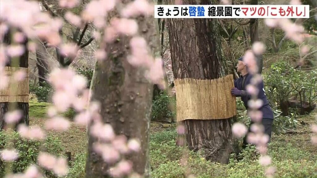 ３月５日は二十四節気の「啓蟄（けいちつ）」 春の訪れ感じる伝統行事 縮景園でマツの「こも外し」行われる 広島市中区