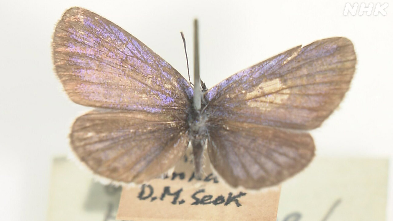 “失われた標本” なぜ日本に？ 昆虫学者100年の物語