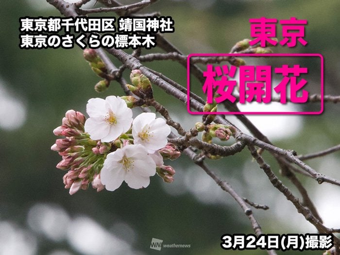 東京で桜の開花発表 ぴったり平年日での桜開花 昨年より5日早く