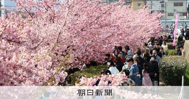 春の陽気でにぎわい 淀水路の河津桜見ごろ 京都で20度超え