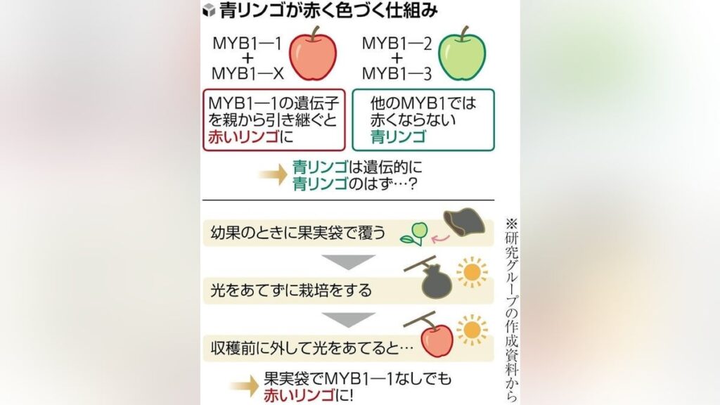 青リンゴを遺伝子組み替えず赤リンゴに、品種改良に応用の可能性…弘前大などが仕組み解明