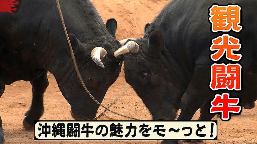 沖縄闘牛を見に行きたくても初めてで観光客だから会場では居心地悪そうだなぁーーまずは初心者向けの「観光闘牛」があります