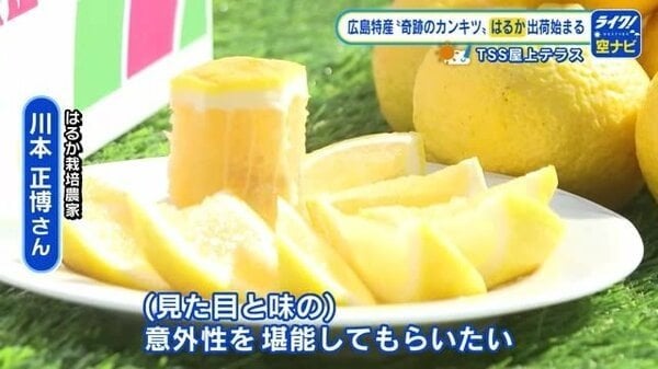 広島特産「はるか」出荷はじまる 糖度１３度以上 生産者は「味と見た目の意外性を堪能して」 広島・呉市