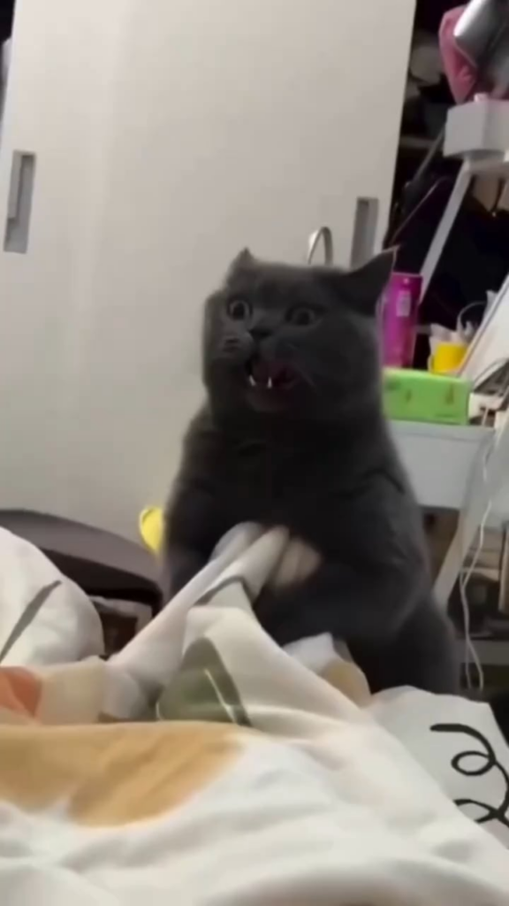 家の盗賊！