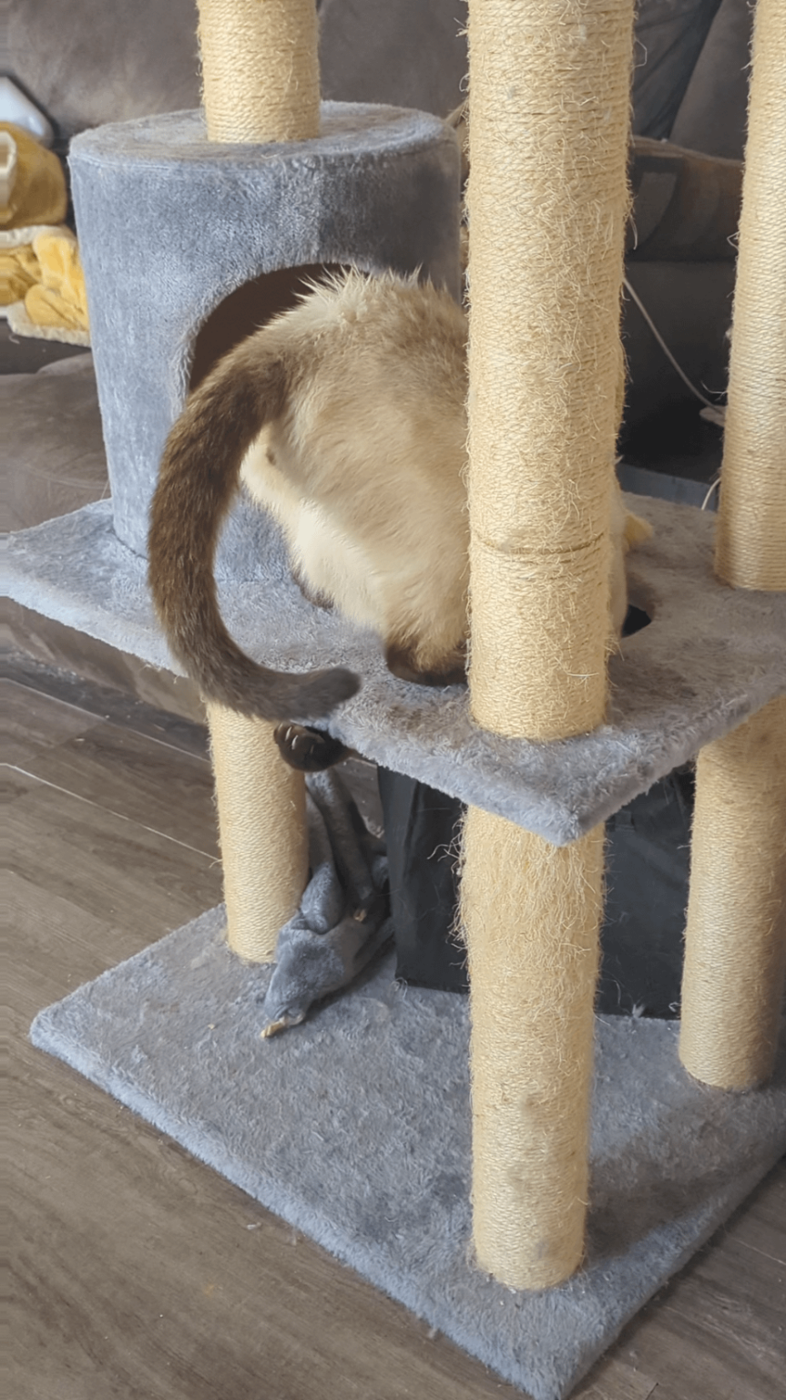にゃーんちゃん