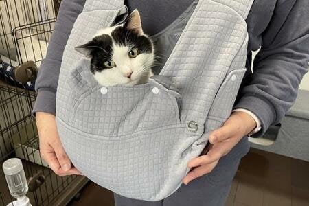 「すっかり家猫」「慣れすぎ」 たった10日で家に慣れた「元野良猫」の姿に大反響