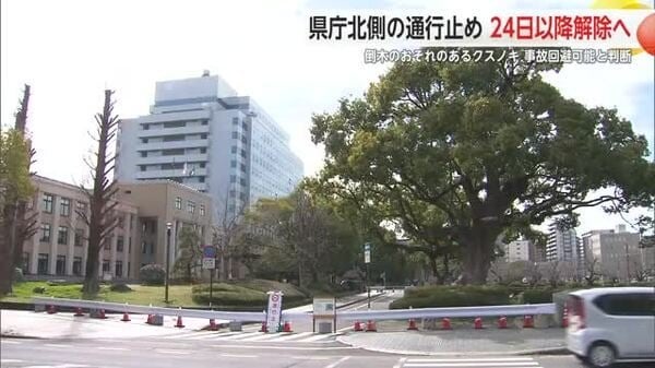 倒木おそれの県庁北側のクスノキ 剪定で”負担”軽減し周辺通行止めは24日以降に解消へ【佐賀県】