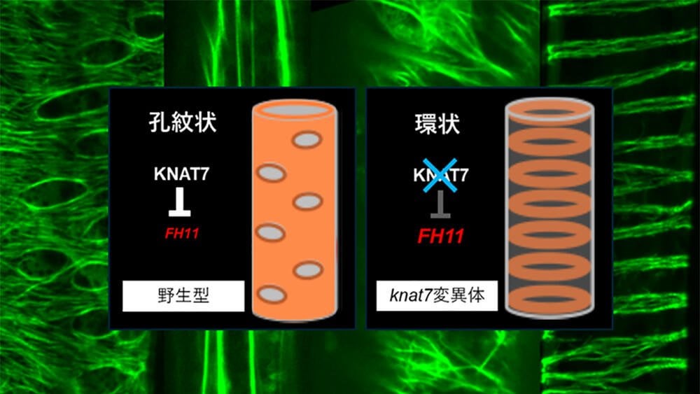 植物の細胞壁を作り変える新機構を解明 ～収穫に適した形態や乾燥ストレス耐性向上など植物の改良に新たな道～｜名古屋大学