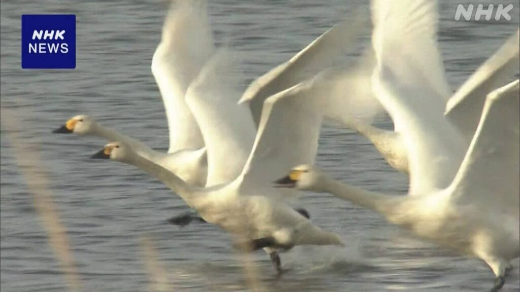 白鳥「北帰行」 繁殖地シベリアなどへ飛び立つ 福島 猪苗代湖