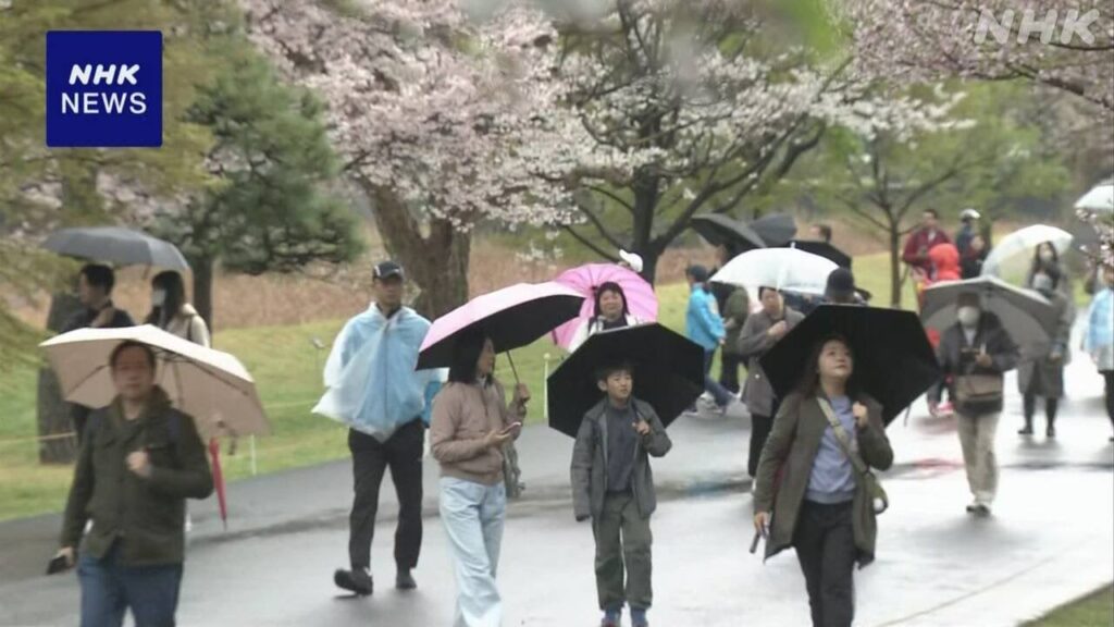 皇居 桜見頃の「乾通り」春の一般公開始まる (3/29)