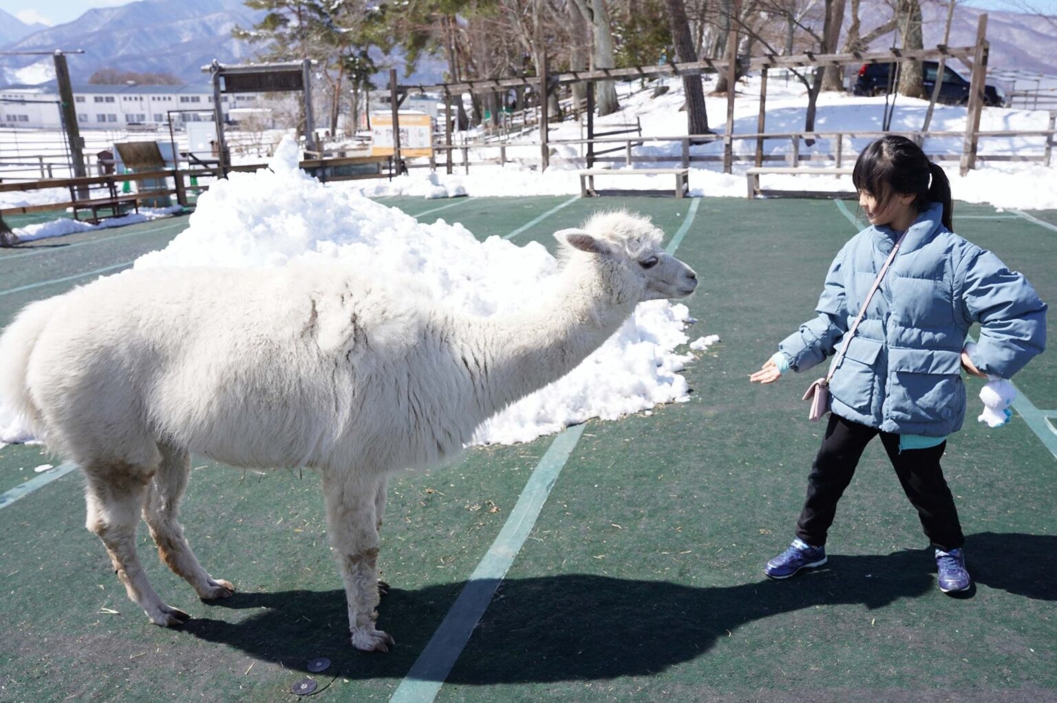 「もこもこしてかわいい」「ソファみたい」　アルパカ牧場、今季の営業開始　待ちわびたファンらが触れ合い楽しむ